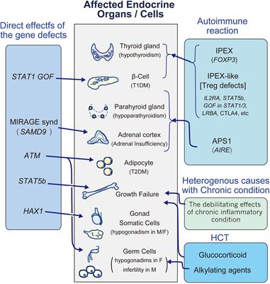 <mark class="highlighted">Endocrinopathies</mark> in Inborn Errors of Immunity